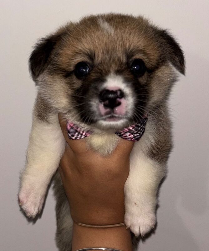 Corgi puppies for sale in Coulsdon, Greater London – KC registered, 7 weeks old - Image 6 of 13