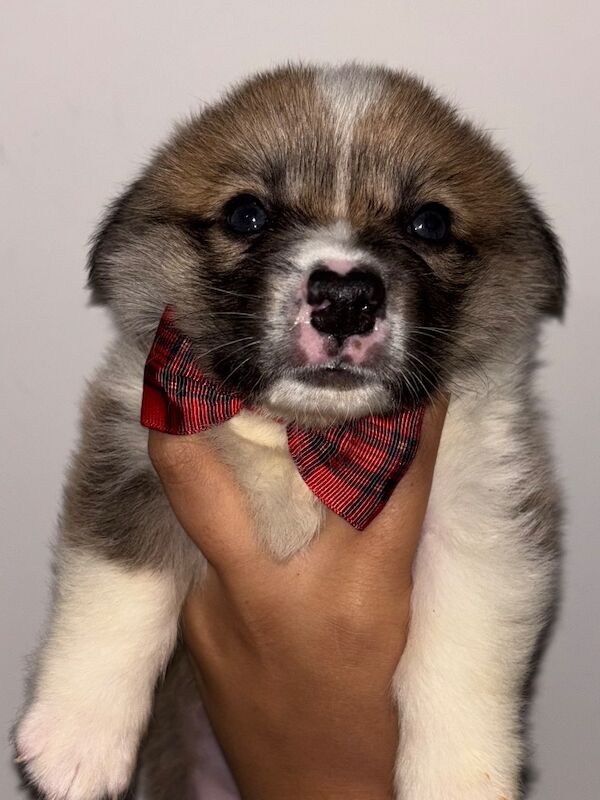 Corgi puppies for sale in Coulsdon, Greater London – KC registered, 7 weeks old - Image 8 of 13