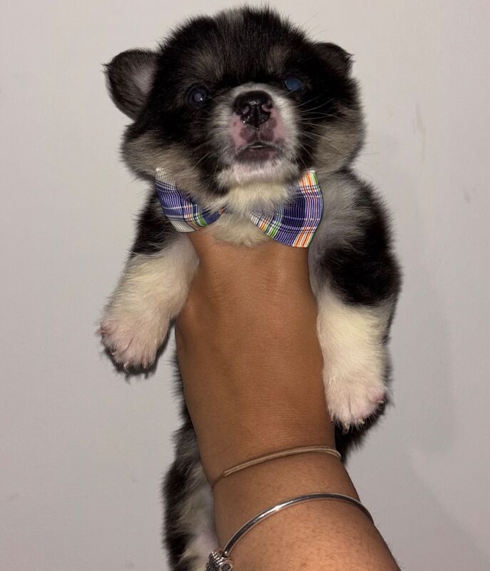 Corgi puppies for sale in Coulsdon, Greater London – KC registered, 7 weeks old - Image 9 of 13