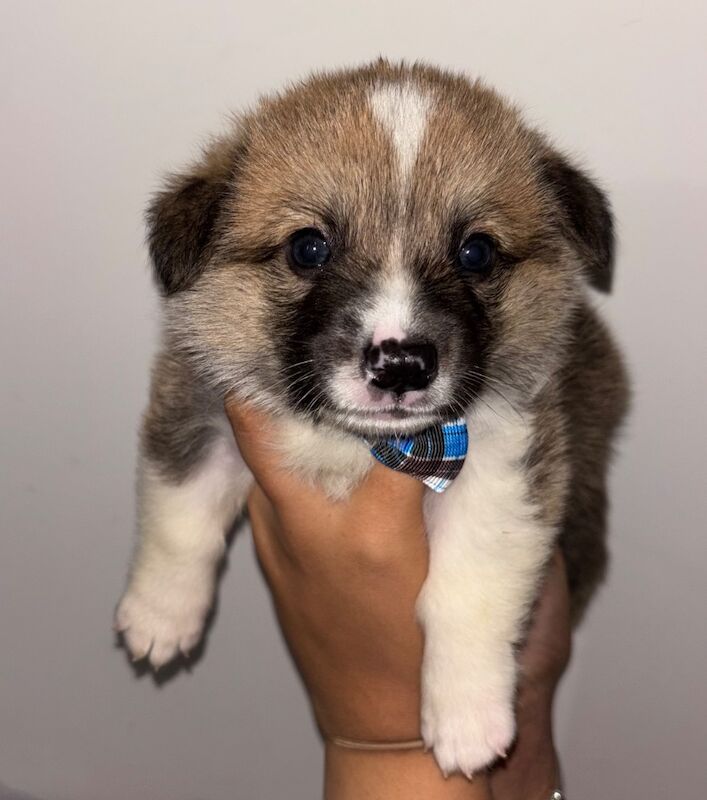 Corgi puppies for sale in Coulsdon, Greater London – KC registered, 7 weeks old - Image 11 of 13