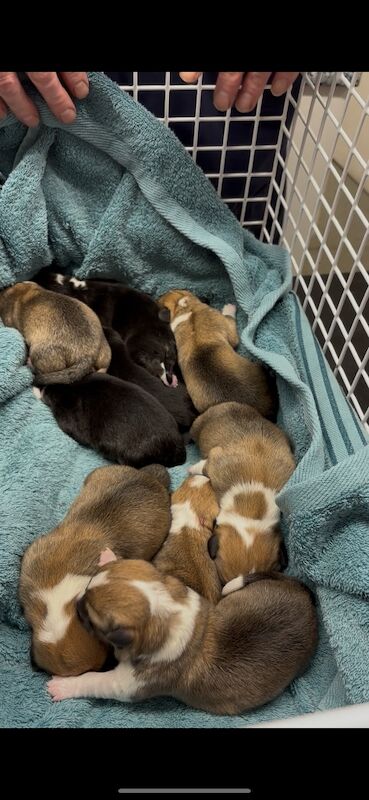 Corgi puppies for sale in Coulsdon, Greater London – KC registered, 7 weeks old - Image 13 of 13