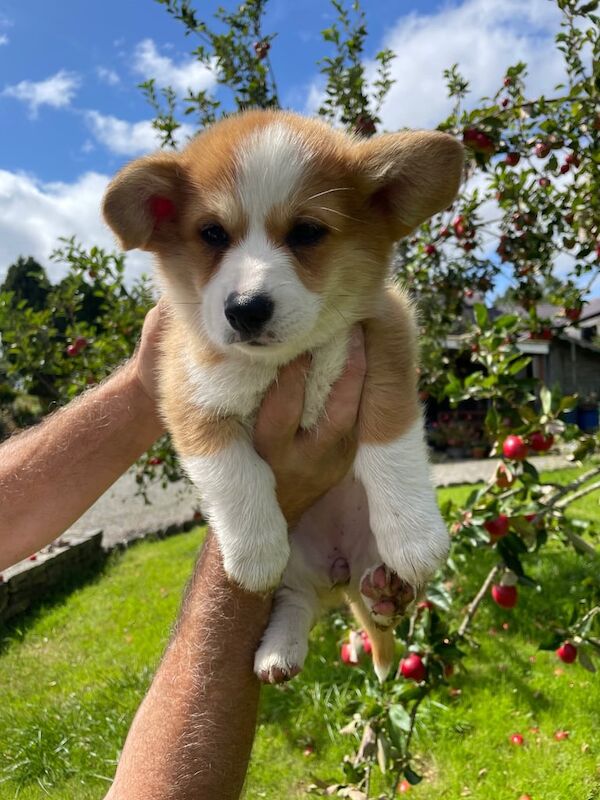 Corgi puppies for sale in County Antrim – 10 weeks old