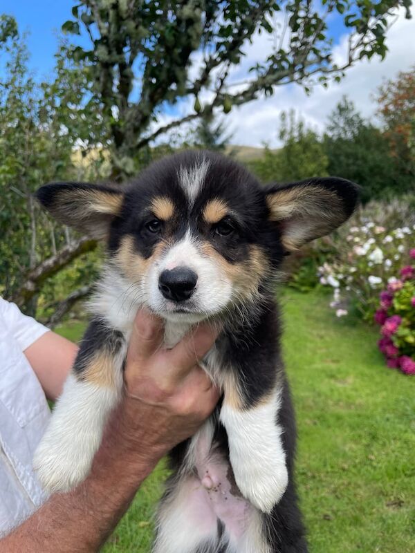 Corgi puppies for sale in County Antrim – 10 weeks old - Image 2 of 3