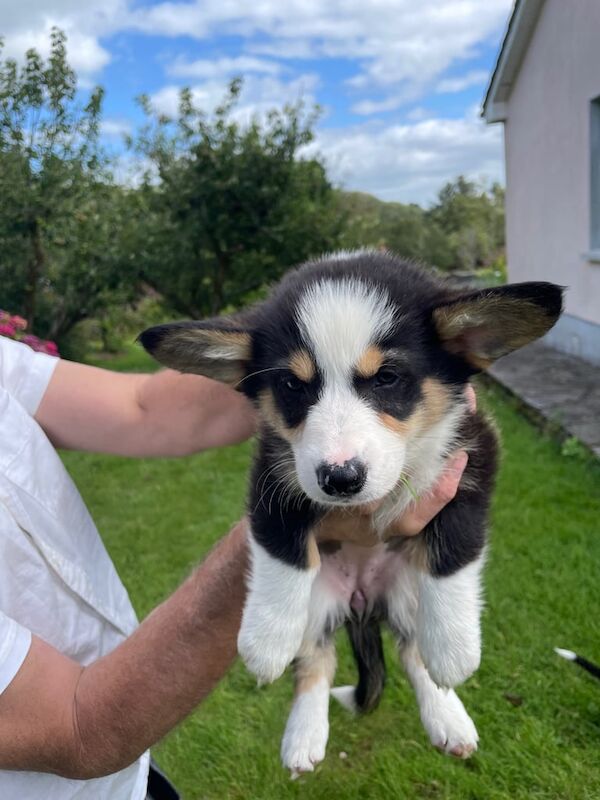 Corgi puppies for sale in County Antrim – 10 weeks old - Image 3 of 3
