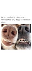 Sarah Biggin - Licensed Corgi breeder